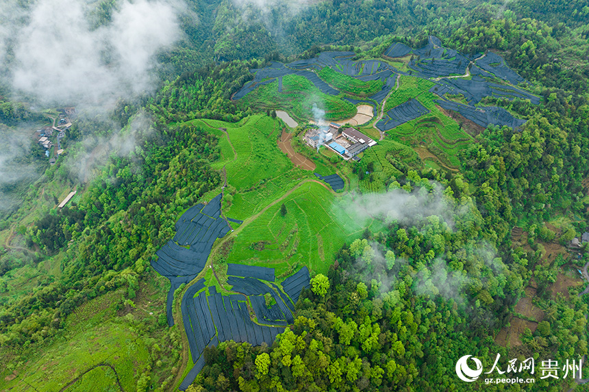航拍貴州省銅仁市沿河土家族自治縣塘壩鎮茶園。人民網記者 涂敏攝