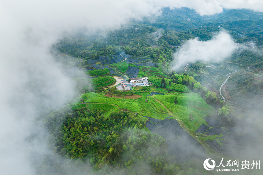 航拍貴州省銅仁市沿河土家族自治縣塘壩鎮茶園。人民網記者 涂敏攝