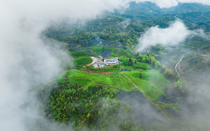 貴州沿河：春雨初歇采茶忙