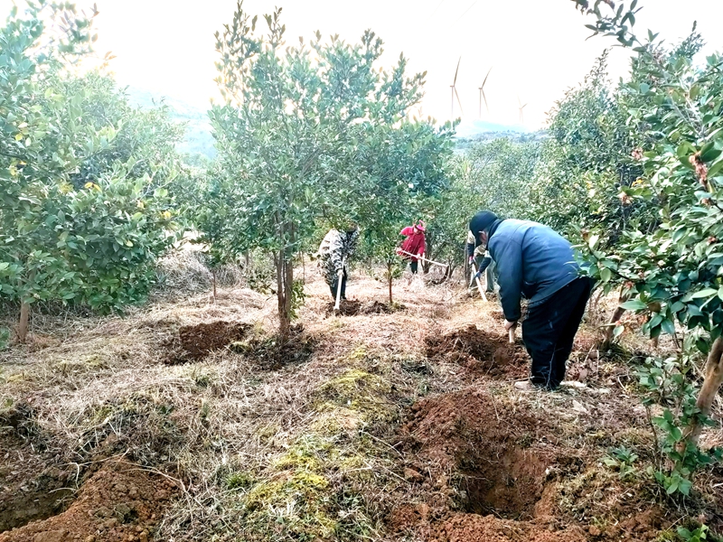 松桃甘龍鎮(zhèn):漫山油茶管護(hù)忙 鄉(xiāng)村振興添活力。