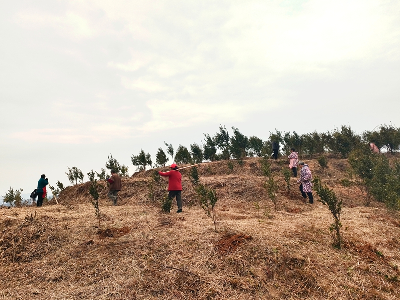 松桃甘龍鎮(zhèn):漫山油茶管護(hù)忙 鄉(xiāng)村振興添活力。