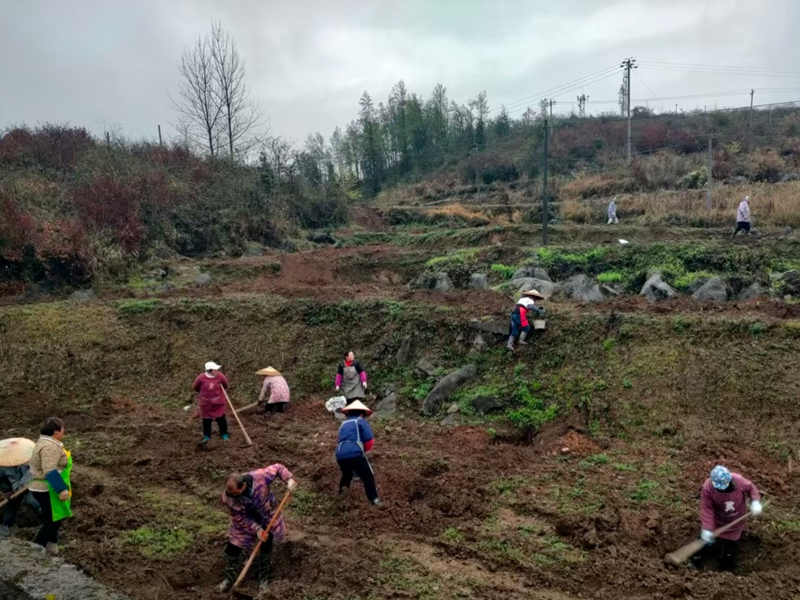 松桃甘龍鎮(zhèn):漫山油茶管護(hù)忙 鄉(xiāng)村振興添活力。