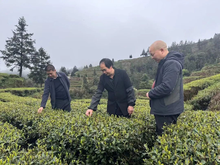 江口縣農(nóng)業(yè)農(nóng)村局農(nóng)技專家正手把手指導(dǎo)茶農(nóng)開展茶葉遮陰作業(yè)。