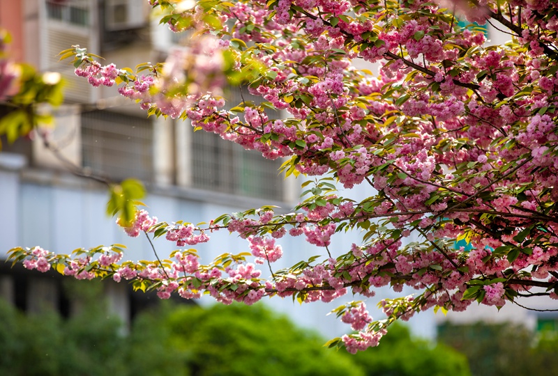 黔西市水西河濕地公園的櫻花。