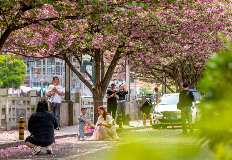 市民在黔西市水西河濕地公園櫻花園游玩。