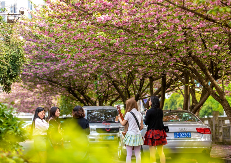 市民在黔西市水西河濕地公園櫻花園游玩。