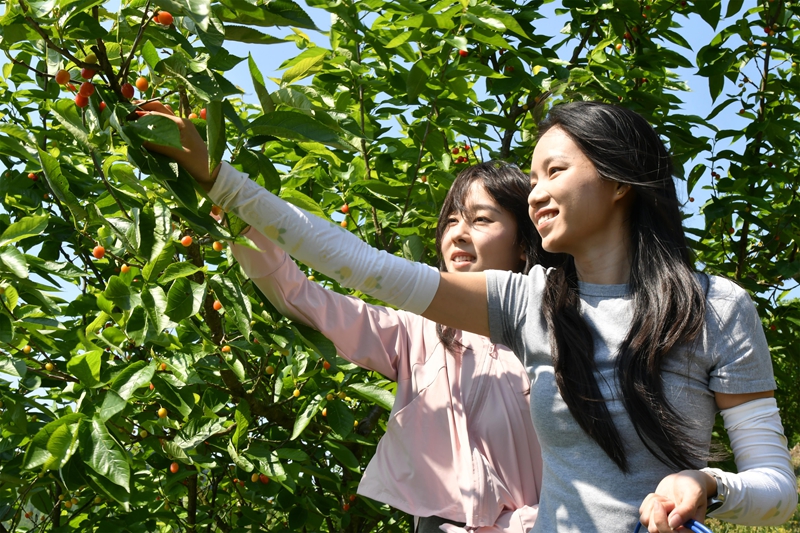 游客體驗櫻桃采摘樂趣.JPG
