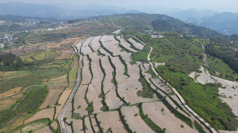 烤煙基地（楊亞旭 攝）.JPG