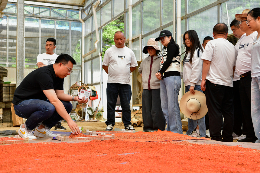 專家一邊講解藥劑配比方法,一邊實操演示拌種步驟 。