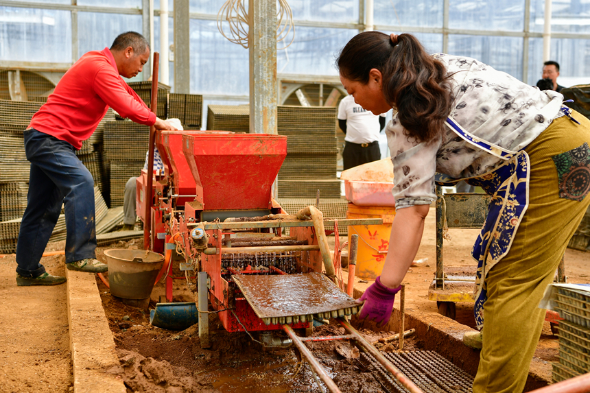 機械自動完成填入營養底土、拌好的稻種、蓋土、補水等工序。