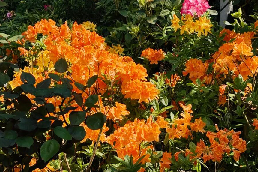 園內杜鵑花次第綻放。吳成艷攝