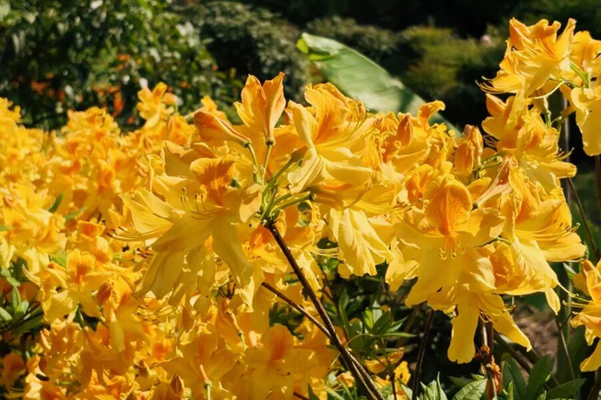 園內杜鵑花次第綻放。吳成艷攝