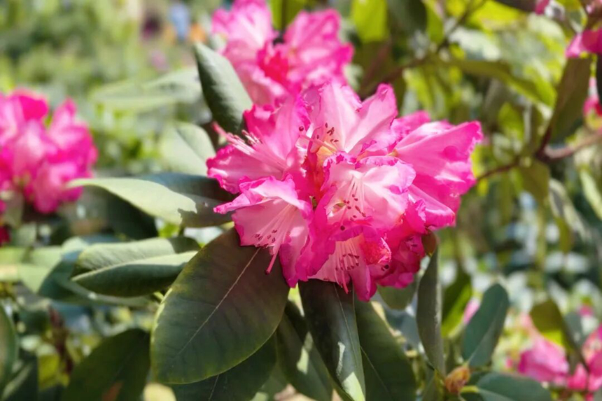 園內杜鵑花次第綻放。吳成艷攝