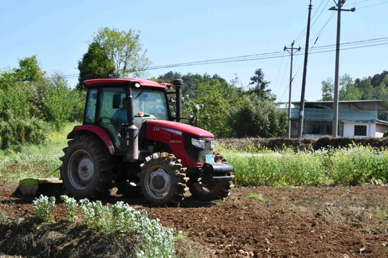 圖為：大豆玉米帶狀復(fù)合種植
