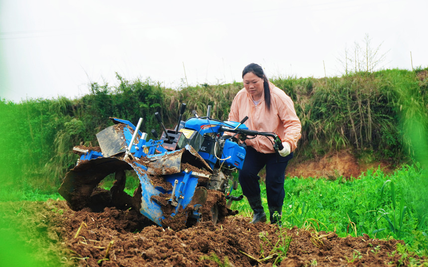清明過(guò)后，黔東北鄉(xiāng)村農(nóng)事進(jìn)入繁忙階段。圖為德江縣復(fù)興鎮(zhèn)機(jī)耕手申鳳操控起壟機(jī)正在煙田里起壟。 (2)