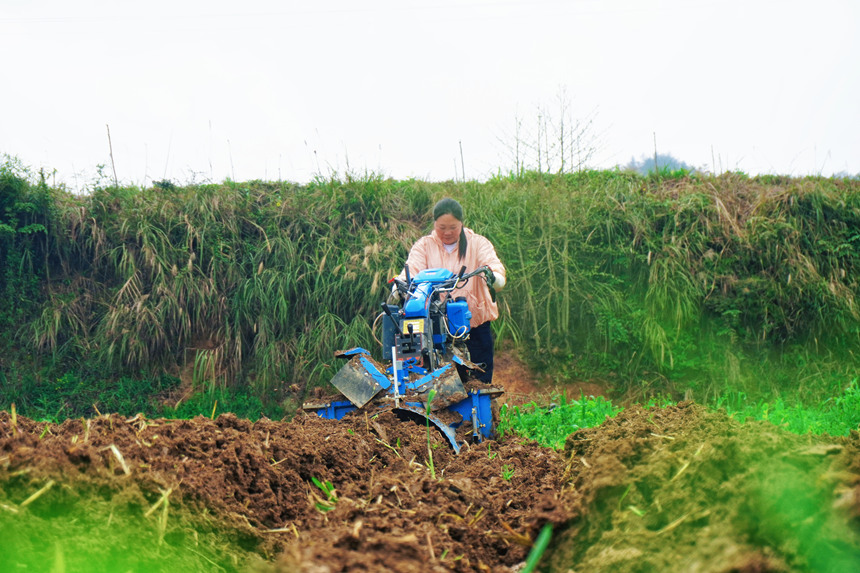 圖為德江縣復興鎮機耕手申鳳操控起壟機正在煙田里起壟。