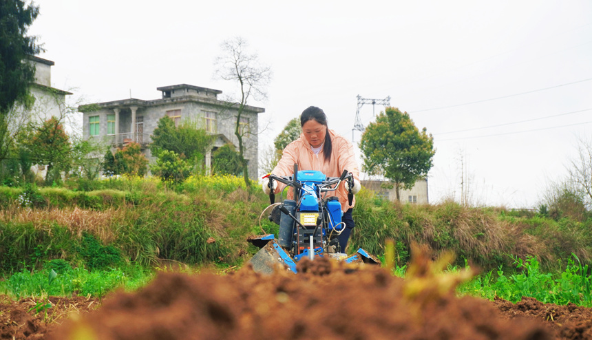 圖為德江縣復興鎮機耕手申鳳操控起壟機正在煙田里起壟。