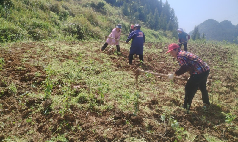 銀杏樹春管工作 (1).jpg