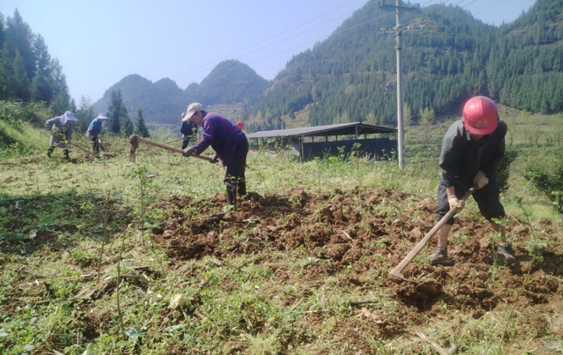 銀杏樹春管工作 (2).jpg