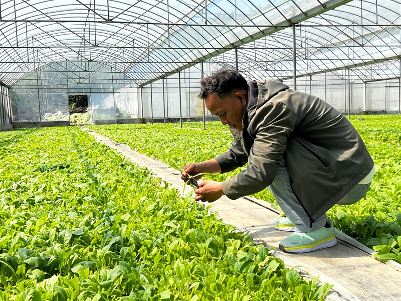 禹謨基地單元桃園育苗工場工人查看育苗情況中。 彭垚攝.jpg