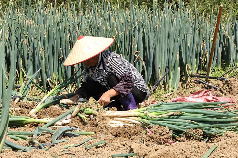 春日收蔥忙。