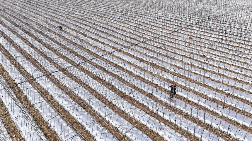 機(jī)械化賦能冬瓜種植 早熟優(yōu)產(chǎn)直通大灣區(qū)。