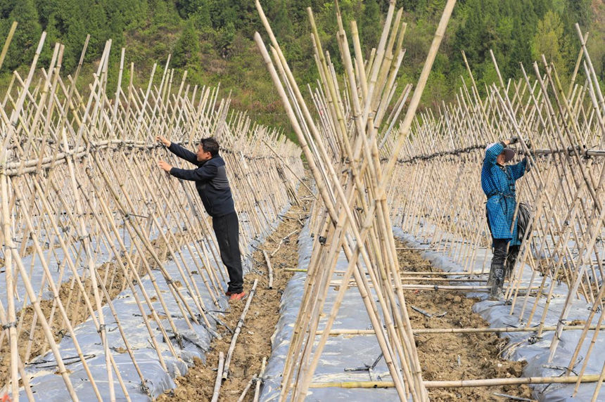 機(jī)械化賦能冬瓜種植 早熟優(yōu)產(chǎn)直通大灣區(qū)。
