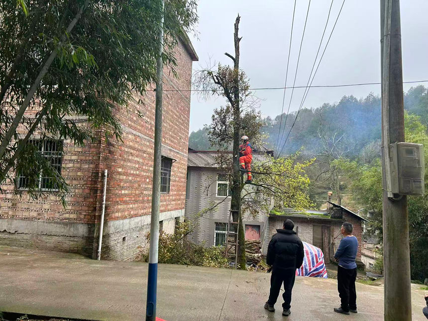 雙井鎮(zhèn)專職隊員對把琴村緊鄰民房的枯樹進行處置。