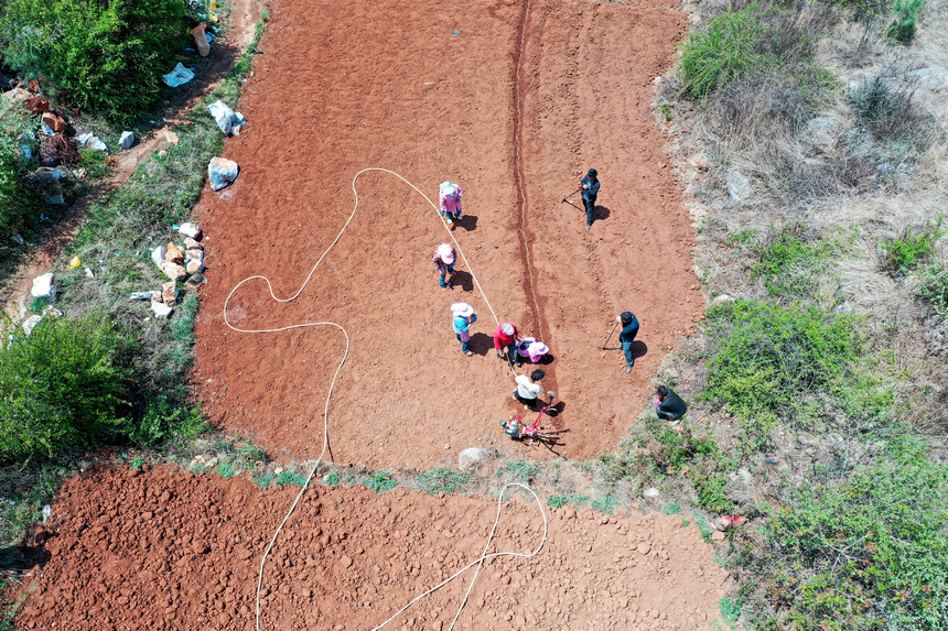 2026年4月13日，威寧自治縣迤那鎮雙營村，農戶忙著種植黨參。陳逍攝