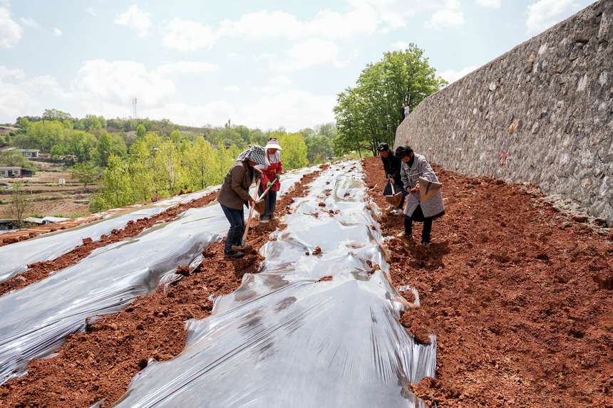2026年4月13日，威寧自治縣迤那鎮櫻桃村，農戶忙著種植玉米。陳逍攝