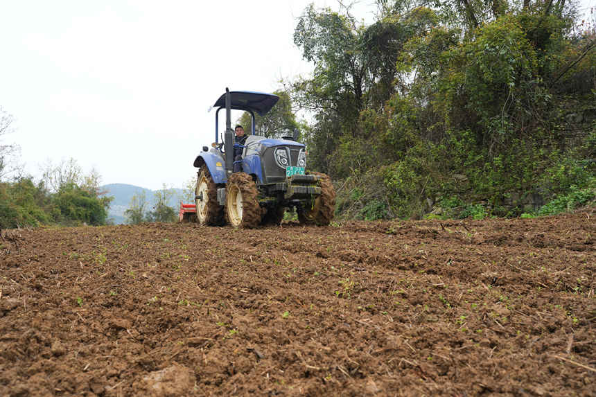 大型旋耕機進行松土。
