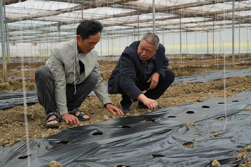 在種植大棚里農機專家正在為工人提供技術指導。