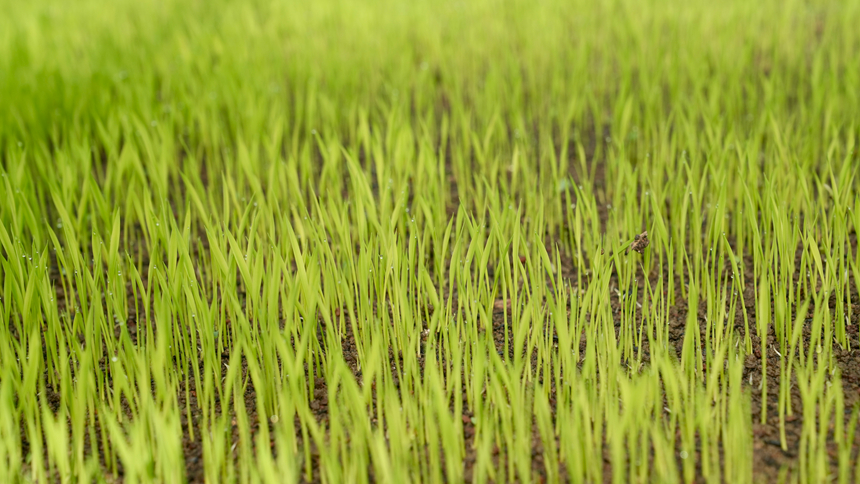 春耕正當(dāng)時(shí)。