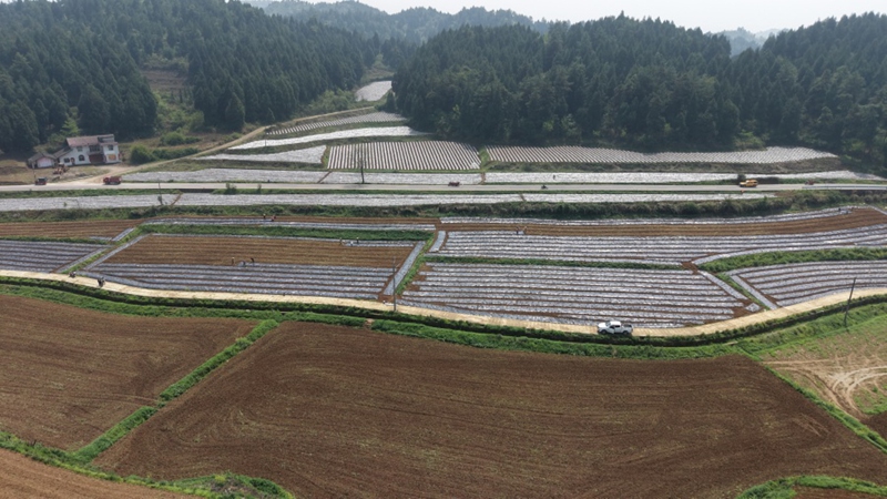 1.岑鞏縣天馬鎮白巖坪村燒仙草種植基地（楊豪 攝）