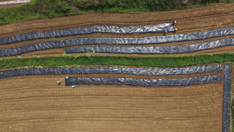 6.村民正在覆膜（楊豪 攝）