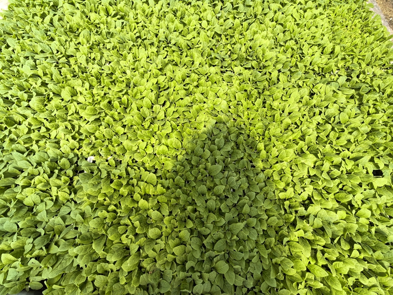 烤煙苗情(蘇暢莉 攝).jpg