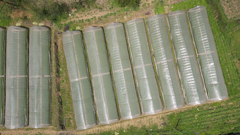 烤煙育苗部分基地(吳林 攝).jpg