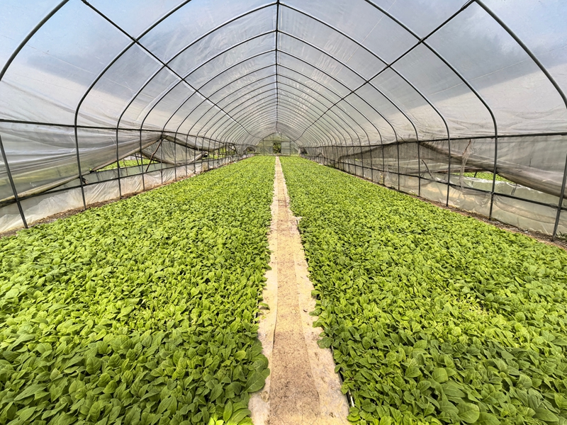 烤煙育苗基地(蘇暢莉 攝).jpg