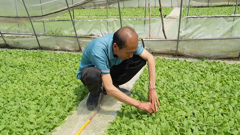 技術員查看苗情(蘇暢莉 攝).jpg