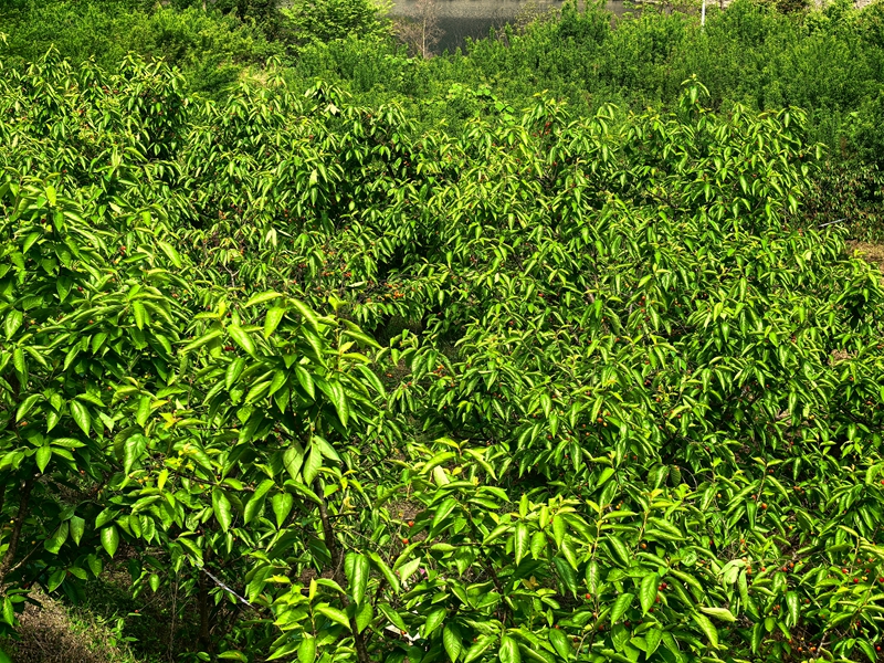 金沙縣化覺鎮(zhèn)前順村的200畝櫻桃園迎來采摘季。