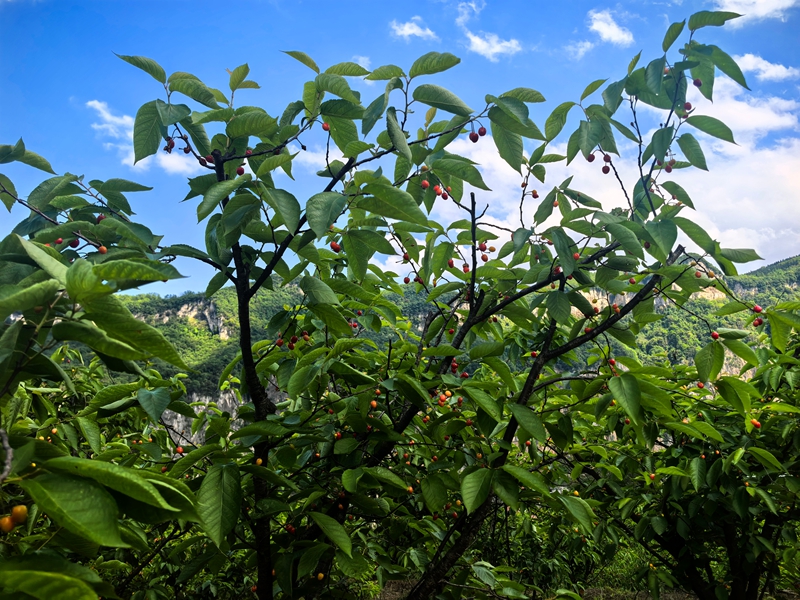 金沙縣化覺鎮前順村的200畝櫻桃園櫻桃掛滿枝頭。