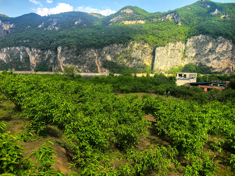 金沙縣化覺鎮前順村的200畝櫻桃園。