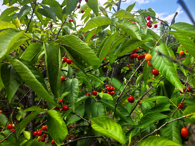 金沙縣化覺鎮前順村的200畝櫻桃園內，紅艷艷的櫻桃掛滿枝頭。
