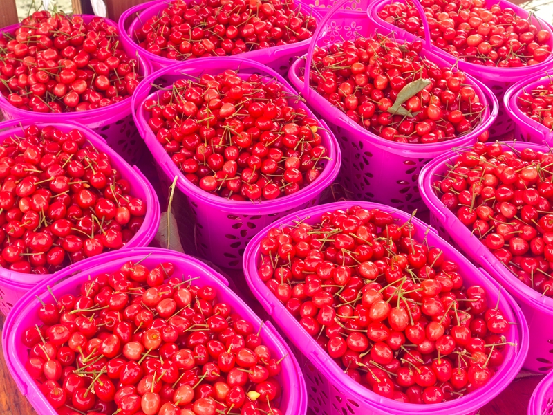 采摘下來的櫻桃。
