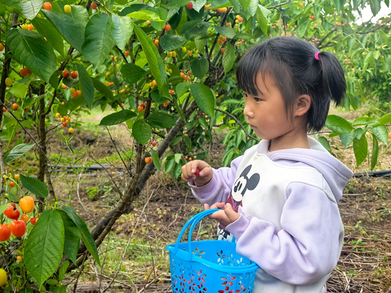 游客采摘櫻桃。