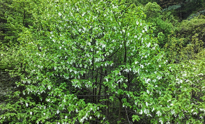 2026年4月13日，貴州省畢節市納雍縣珙桐省級自然保護區，盛開的珙桐花。楊英攝