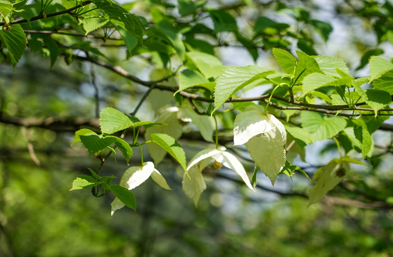 2026年4月13日，貴州省畢節市納雍縣珙桐省級自然保護區，盛開的珙桐花。楊英攝