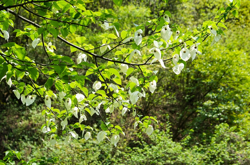 2026年4月13日,貴州省畢節市納雍縣珙桐省級自然保護區,盛開的珙桐花。楊英攝