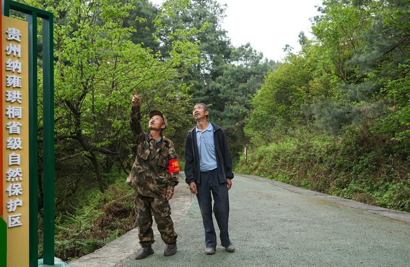 2026年4月13日,貴州省畢節市納雍縣珙桐省級自然保護區,生態護林員在察看珙桐花開情況。楊英攝