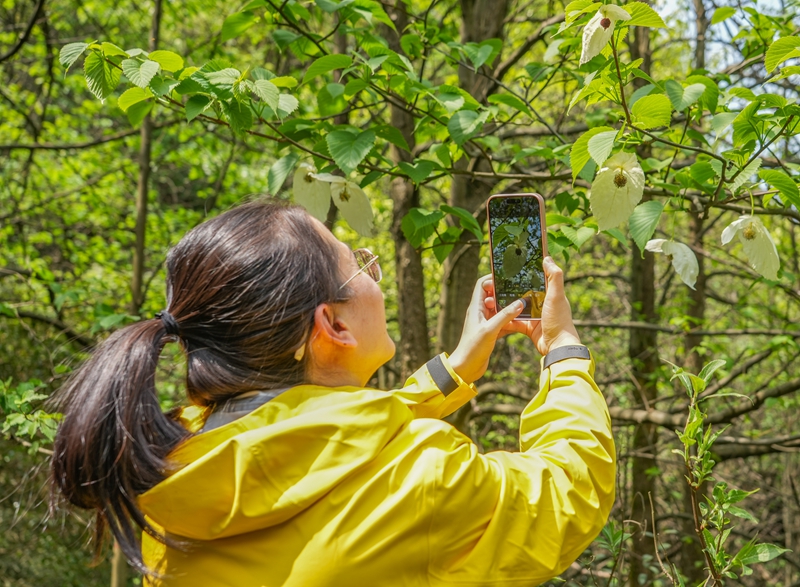 2026年4月13日，貴州省畢節(jié)市納雍縣珙桐省級自然保護(hù)區(qū)，游客在拍攝珙桐花。楊英攝